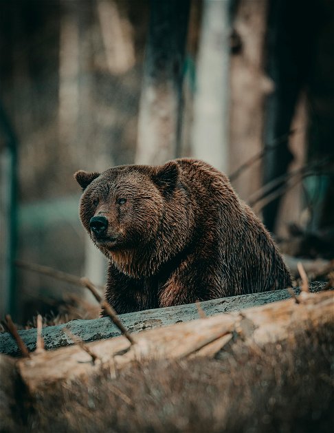 L'intelligenza artificiale contro gli orsi in Giappone